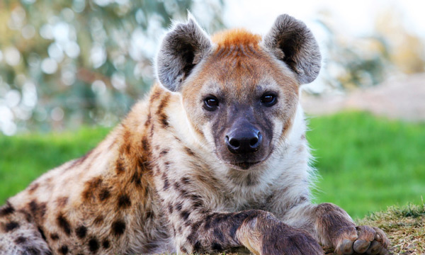 Hyena