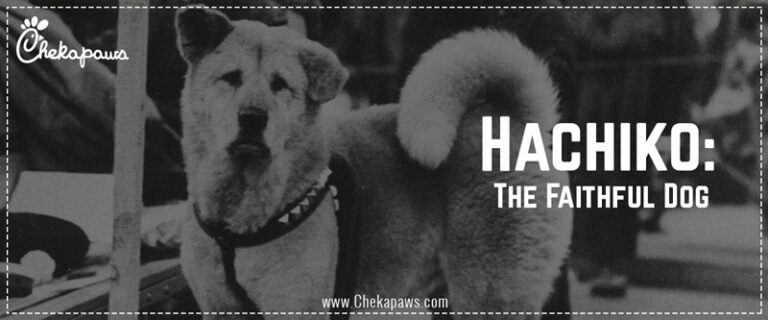 Hachiko - The Faithful Dog