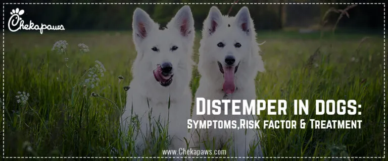 Distemper in dogs