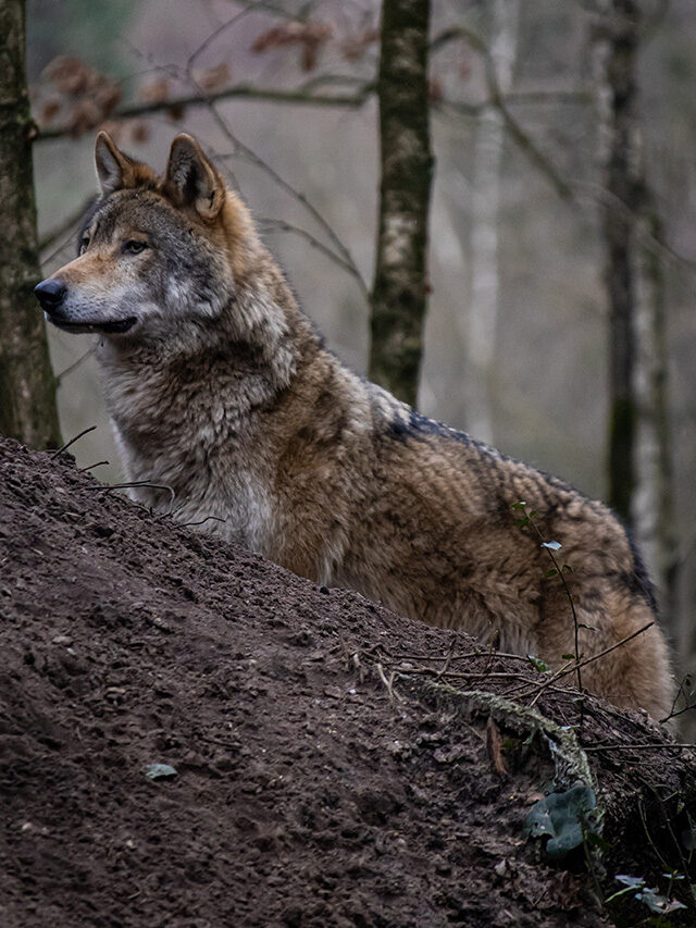 American Grey Wolves