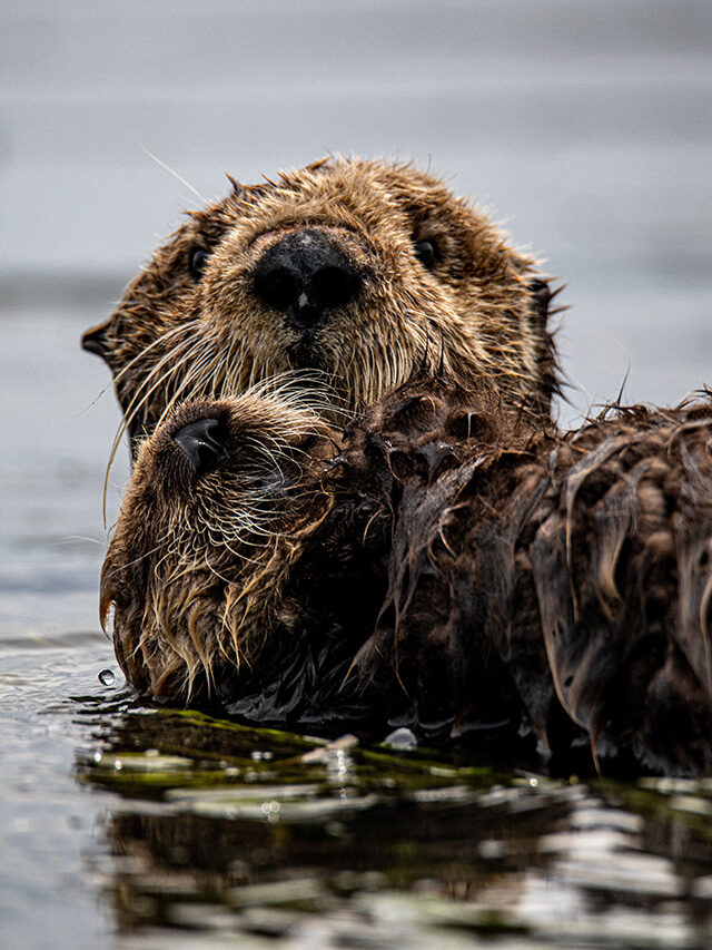 Cute American Beaver