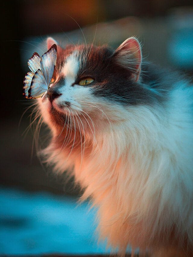 Amazing Pet Shots