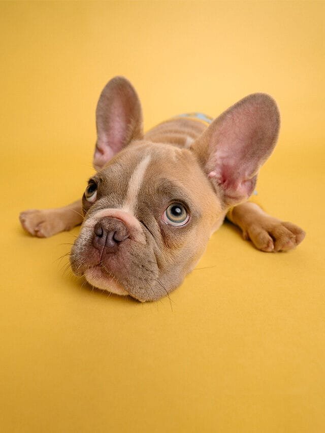 Cute Dogs