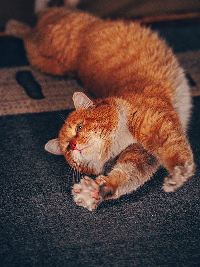 Cute Cats