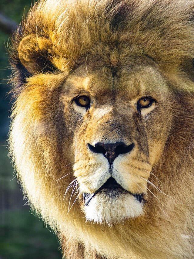 Amazing Lion Photography