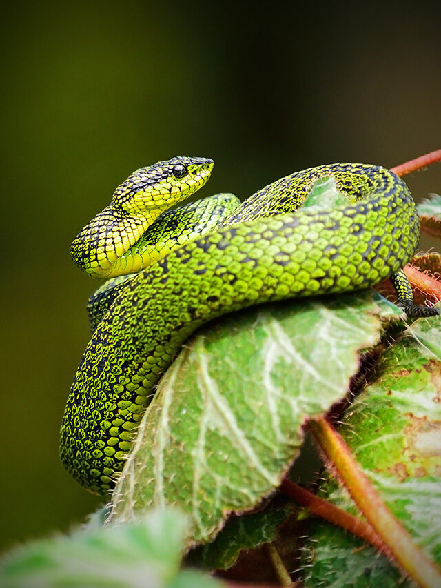 Amazing Snake Photography