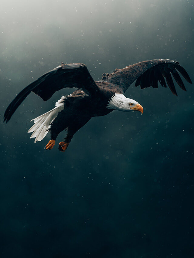 Bald Eagle – Pride of America