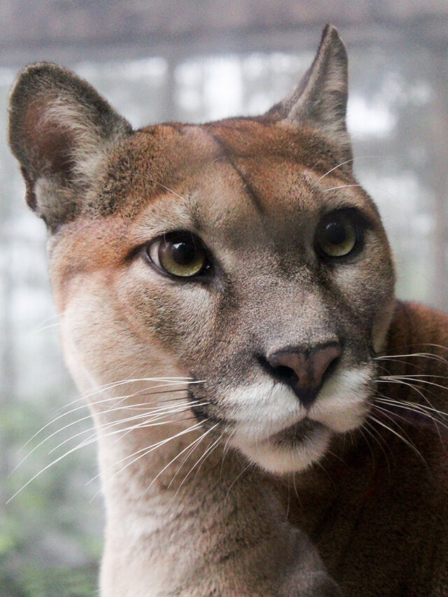 Amazing Cougar Photography