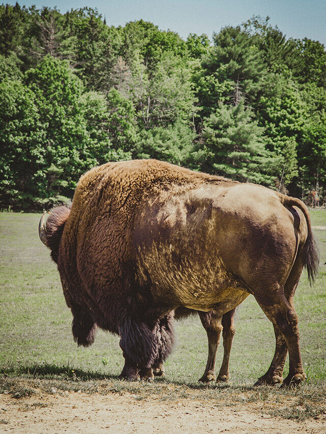 American Bison