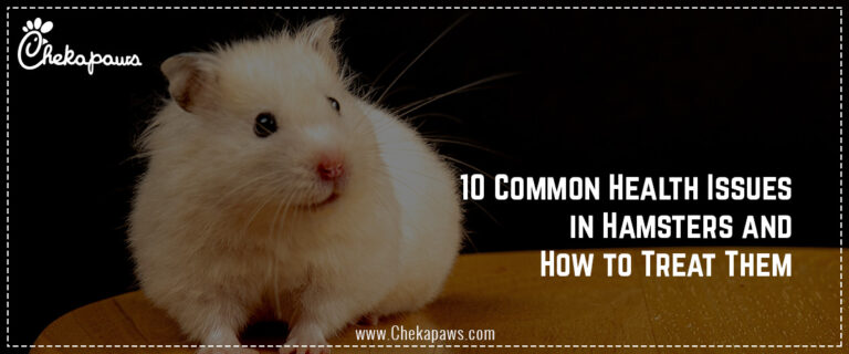 10 Common Health Issues in Hamsters and How to Treat Them