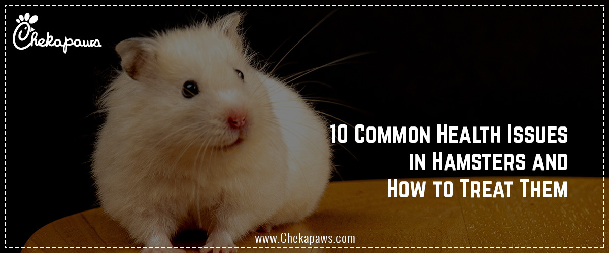 10 Common Health Issues in Hamsters and How to Treat Them