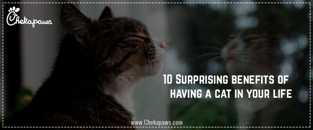 10 Surprising Benefits Of Having A Cat In Your Life - Cheka Paws Animal ...