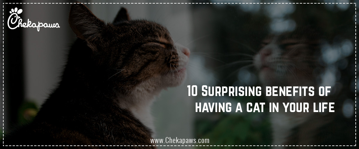 10 surprising benefits of having a cat by vrinda at chekapaws