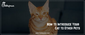 How-to-Introduce-Your-Cat-to-Other cats