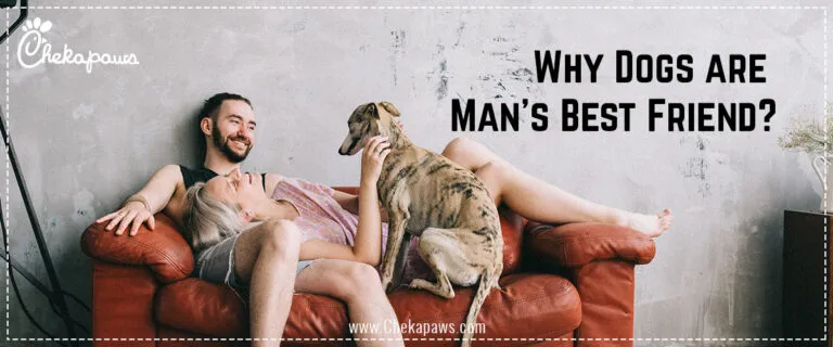 Why Dogs are Man’s Best Friend