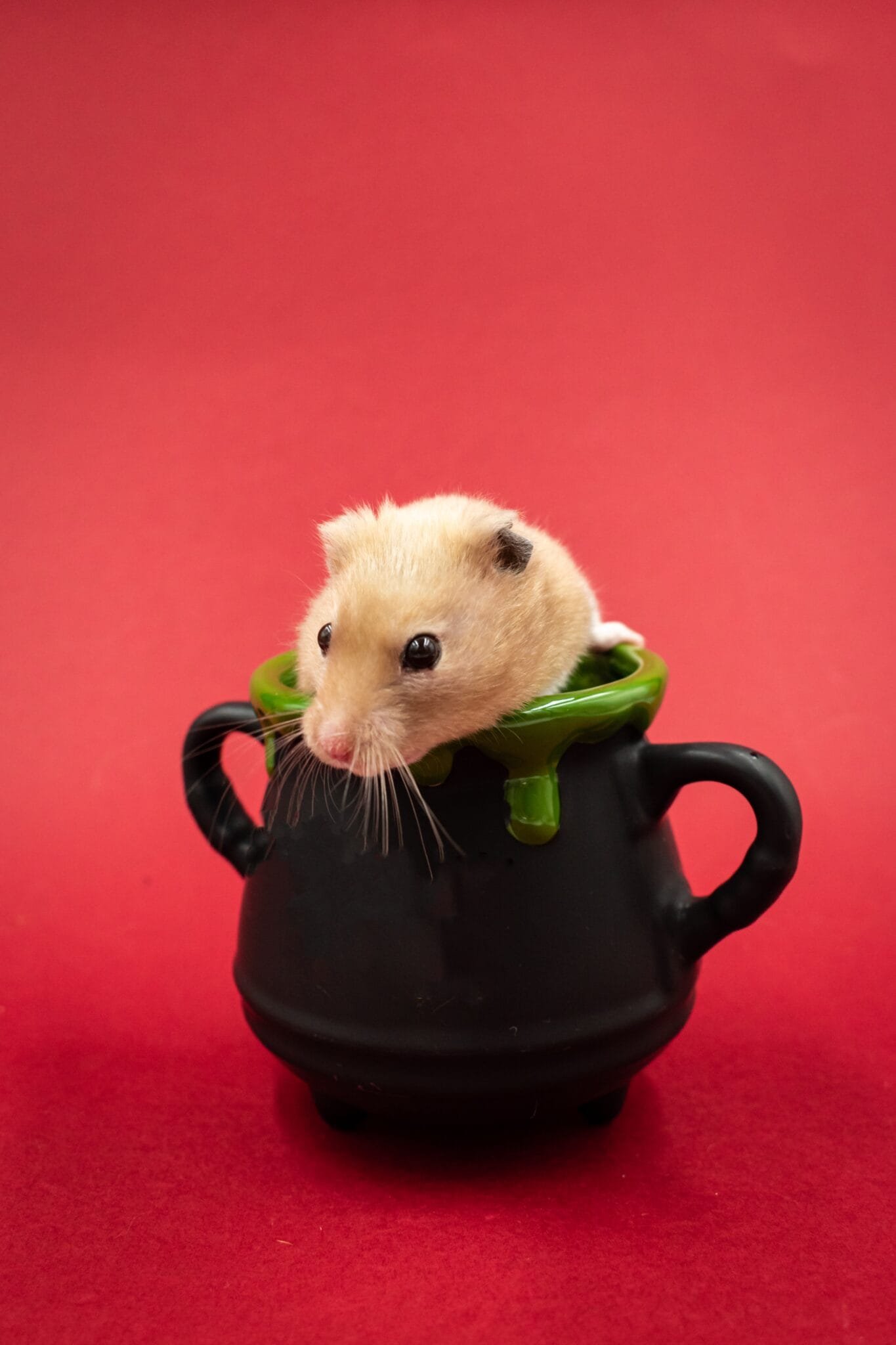 Photo inspiration: Picture Idea: 10 Common Health Issues In Hamsters And How To Treat