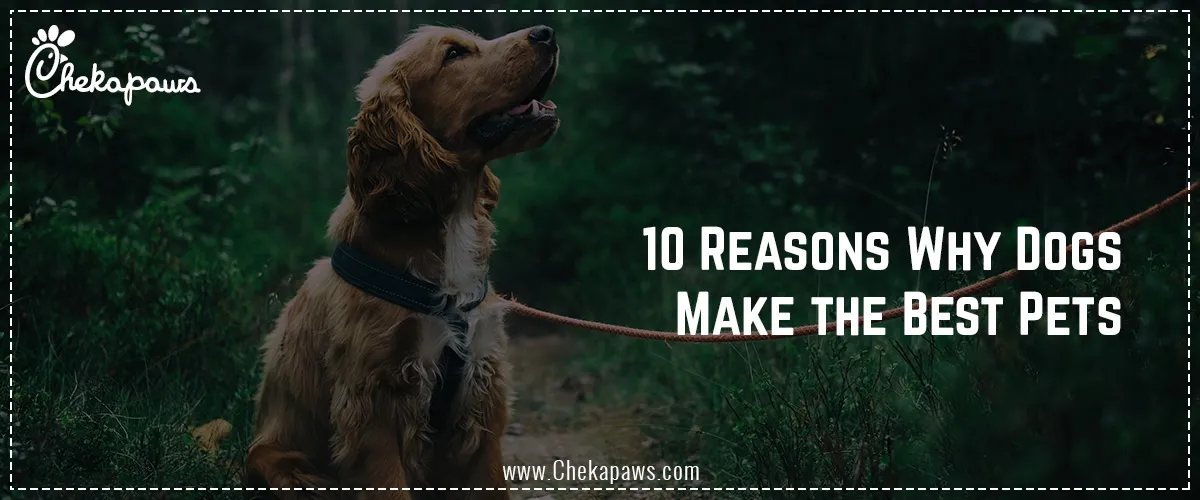 10 reasons why dogs makes best pet