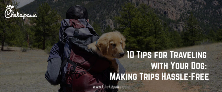 10 tips for travelling with your dog: Making Trips hassle free