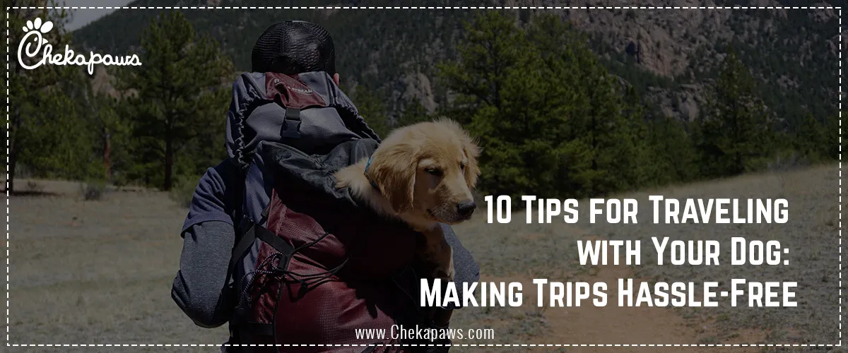 10 tips for travelling with your dog: Making Trips hassle free