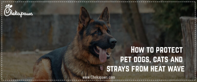 How to protect pet dogs, cats and strays from heat wave