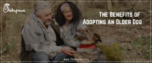 The Benefits of Adopting an Older Dog - Give Them a Second Chance