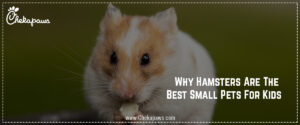 Why Hamsters are the small best pets