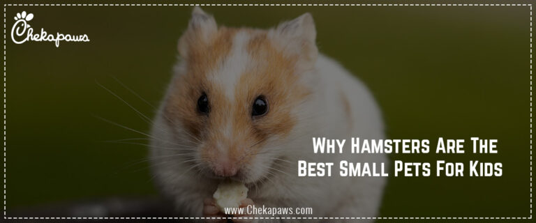 Why Hamsters are the small best pets