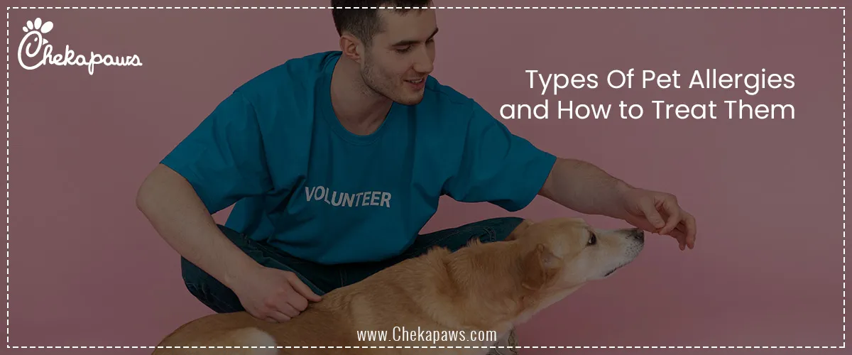 Types Of Pet Allergies and How to Treat Them