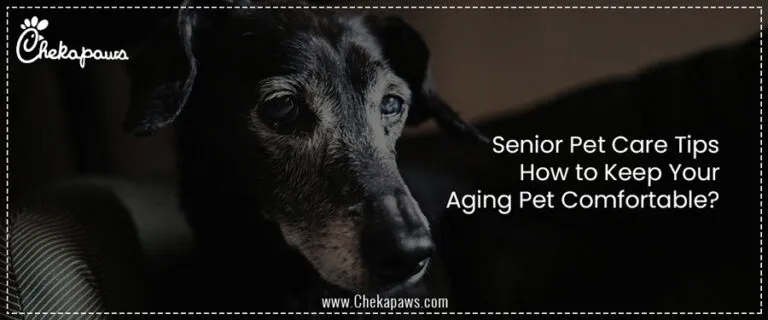 enior-Pet-Care-Tips.