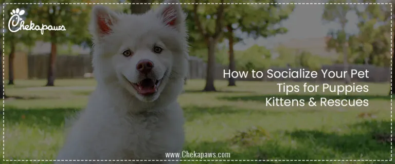 How to Socialize Your Pet: Tips for Puppies, Kittens & Rescues