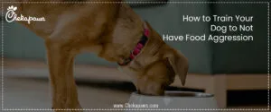 How to Train Your Dog to Not Have Food Aggression