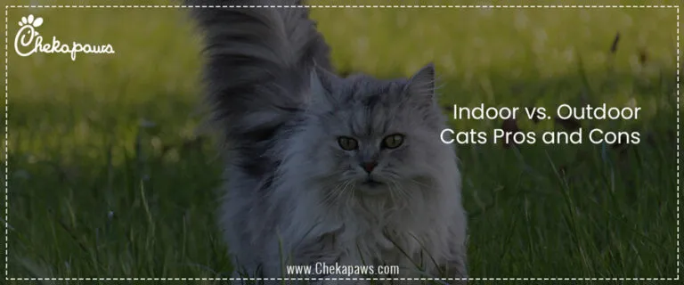 Indoor vs. Outdoor Cats Pros and Cons