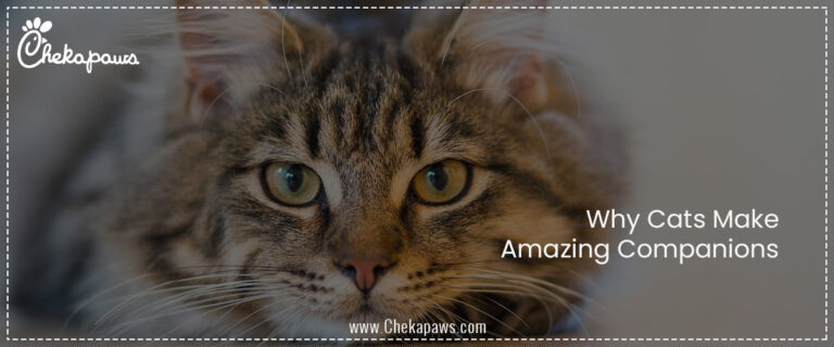 Why Cats Make Amazing Companions