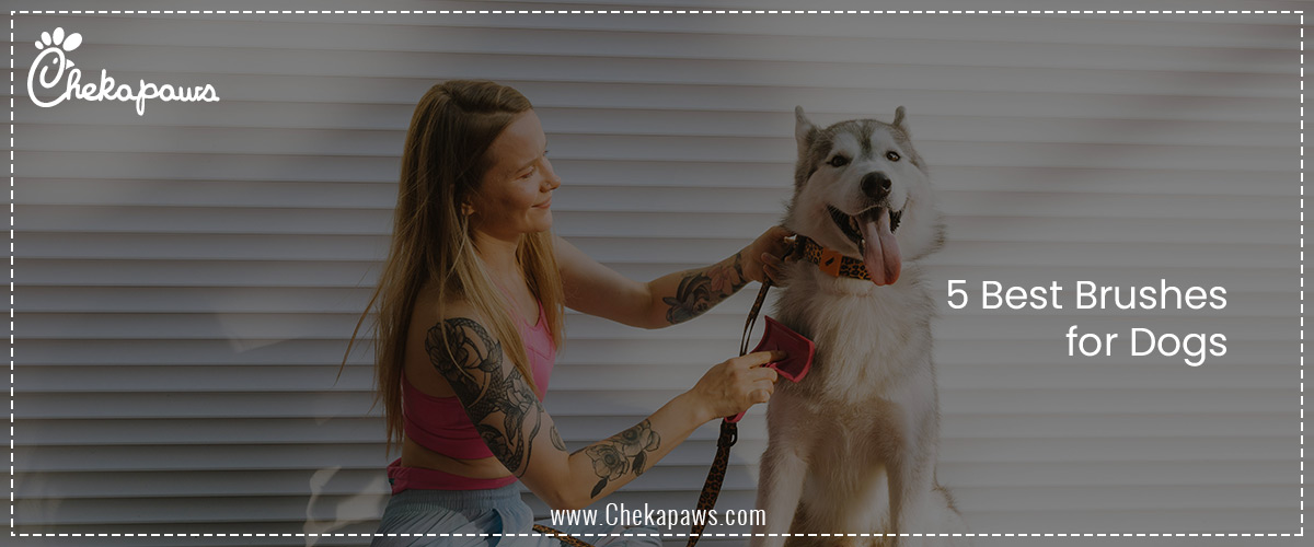5 Best Brushes for Dogs