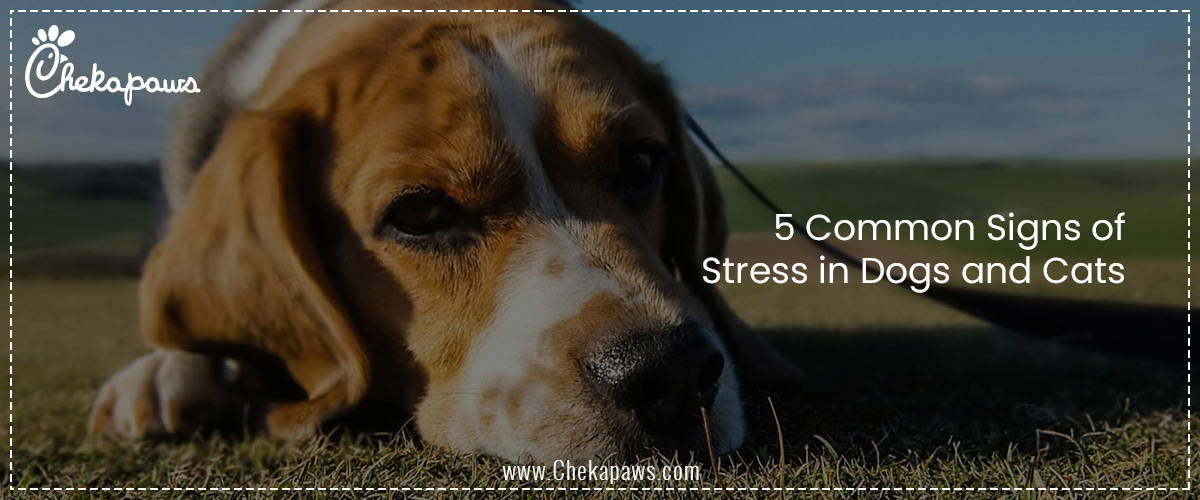 5 Common Signs of Stress in Dogs and Cats