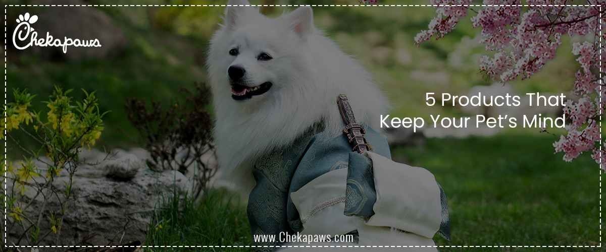 5 Products That Keep Your Pet’s Mind