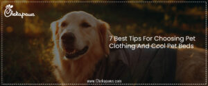 7 Best Tips For Choosing Pet Clothing And Cool Pet Beds 