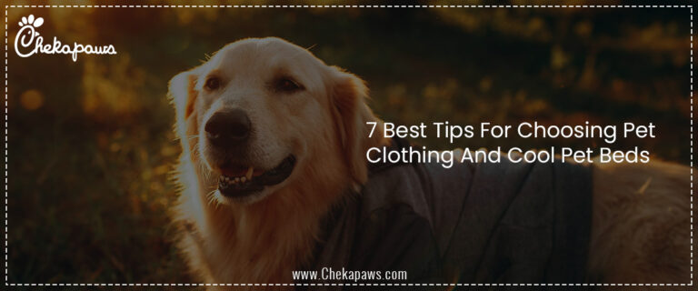 7 Best Tips For Choosing Pet Clothing And Cool Pet Beds 