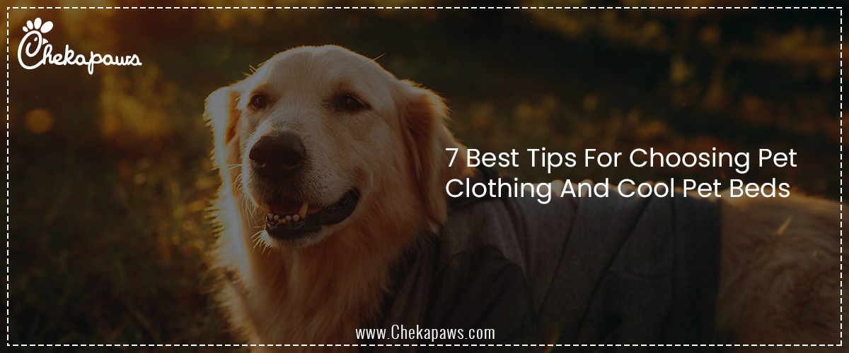 7 Best Tips For Choosing Pet Clothing And Cool Pet Beds 
