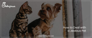 How to Deal with a Jealous Pet