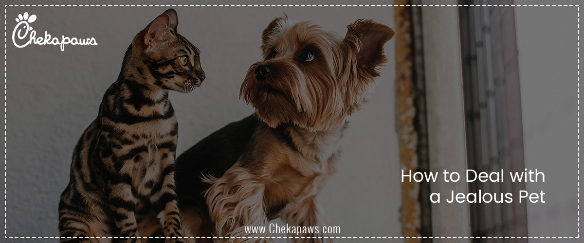 How to Deal with a Jealous Pet