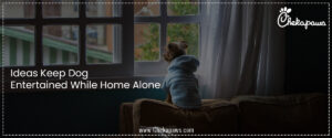 Ideas Keep Dog Entertained While Home Alone 