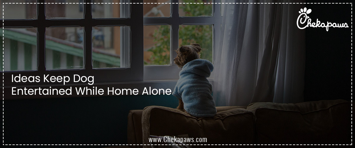 Ideas Keep Dog Entertained While Home Alone 