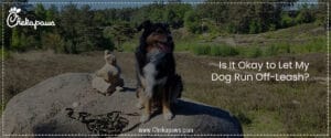 Is It Okay to Let My Dog Run Off-Leash