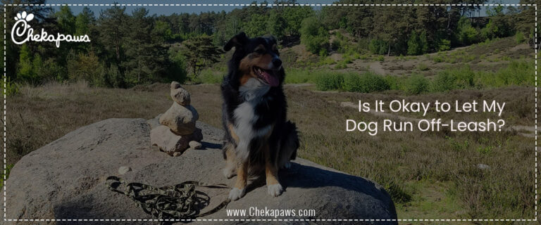 Is It Okay to Let My Dog Run Off-Leash