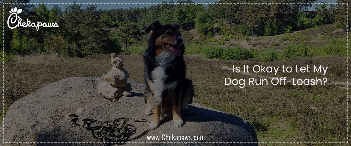 Is It Okay to Let My Dog Run Off-Leash