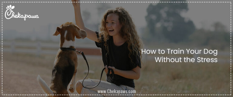 Teaching Discipline the Fun Way: How to Train Your Dog Without the Stress