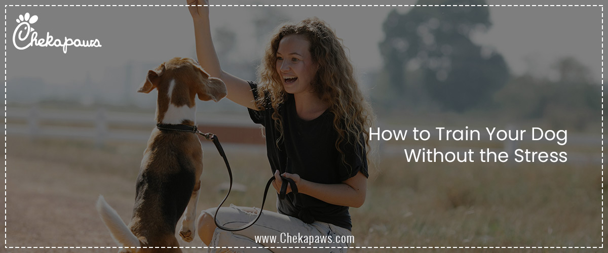 Teaching Discipline the Fun Way: How to Train Your Dog Without the Stress