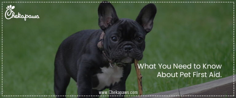 What You Need to Know About Pet First Aid.
