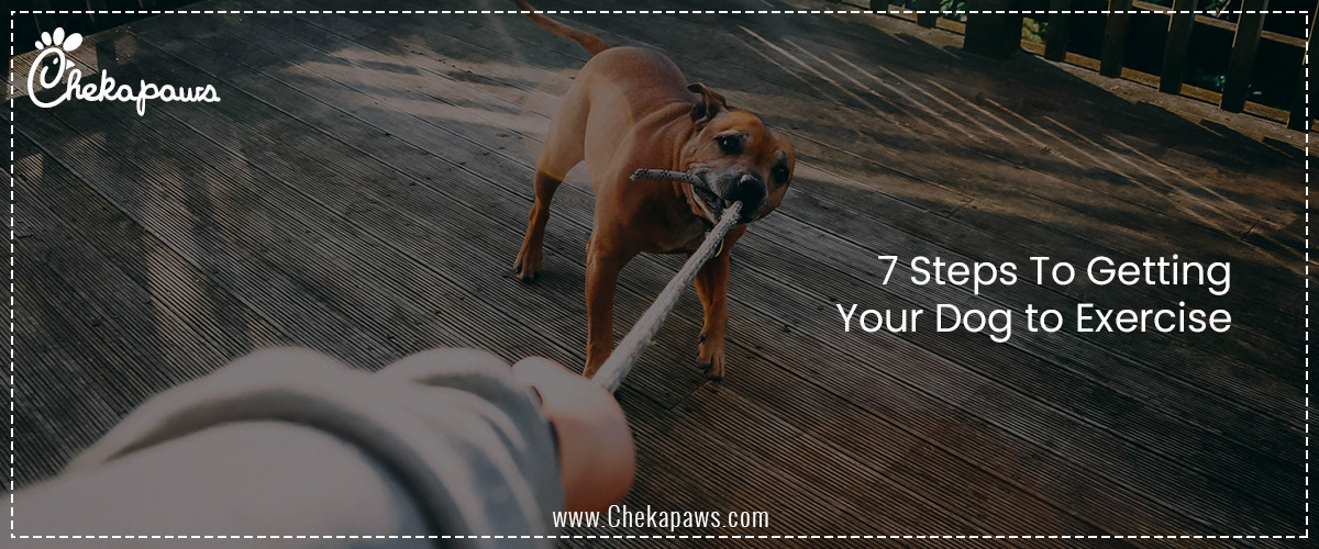 7 Steps To Getting Your Dog to Exercise